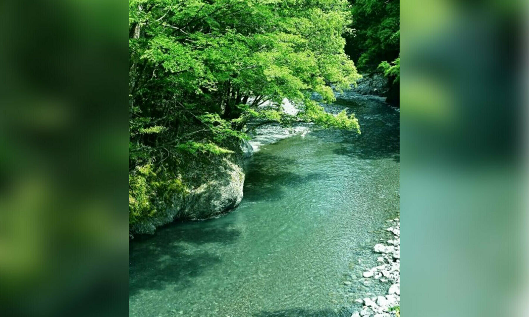 チョウザメが育てられているのは　日本一水が綺麗な南アルプスの地下水