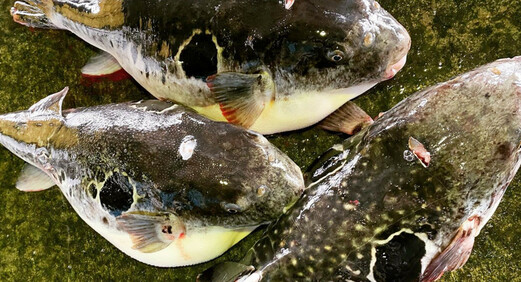 遠州灘「天然とらふぐ」てっちりセット（4～6人前）